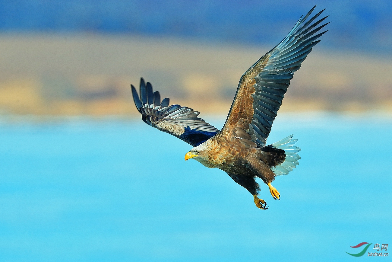 鹰扬虎视 · 白尾海雕