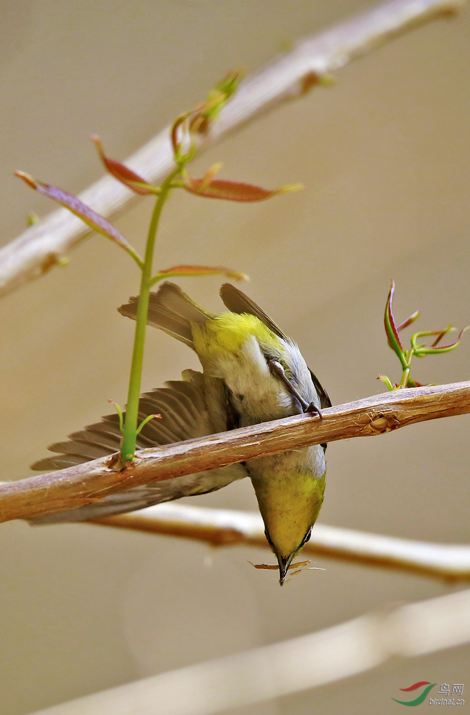 衔草准备筑巢的灰腹绣眼