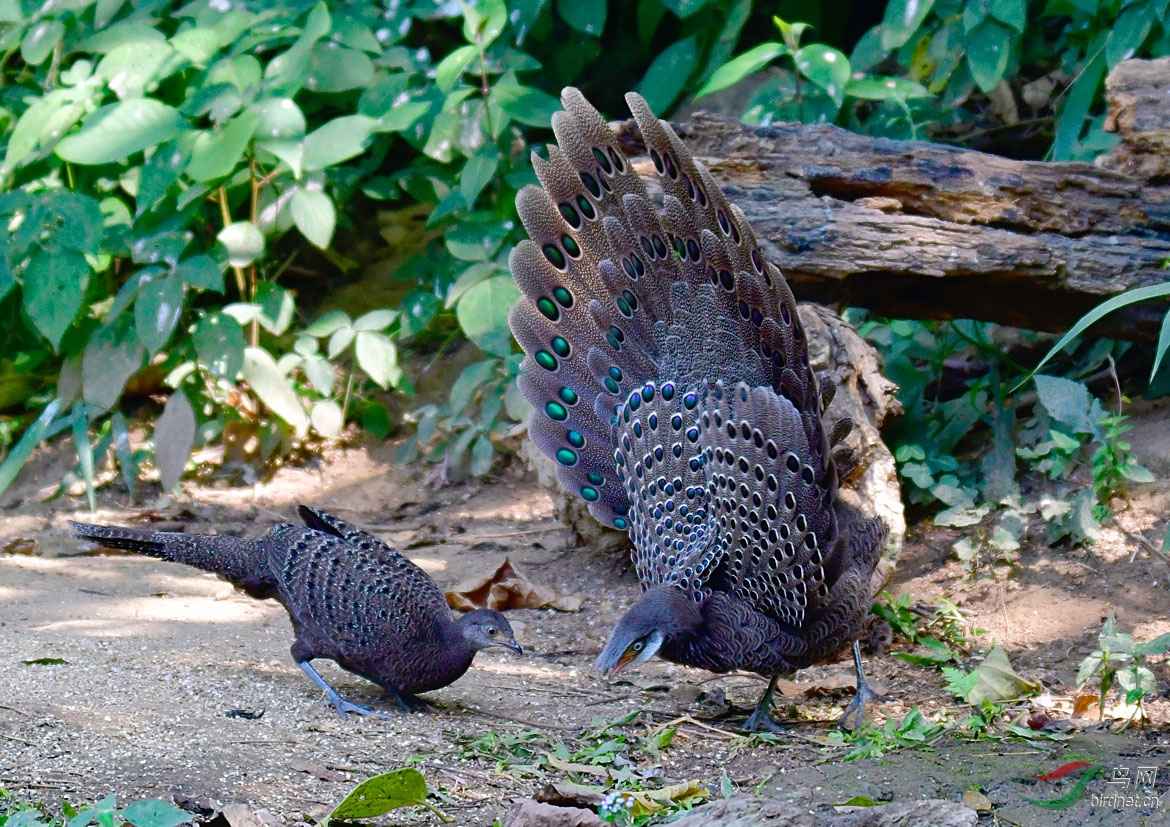 为您开屏一一一灰孔雀雉