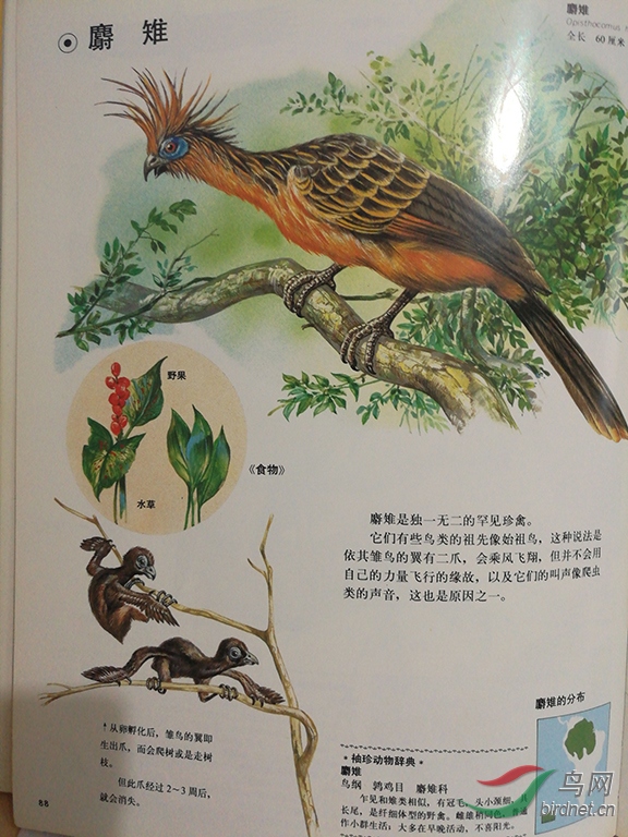 鸟类的起源与进化