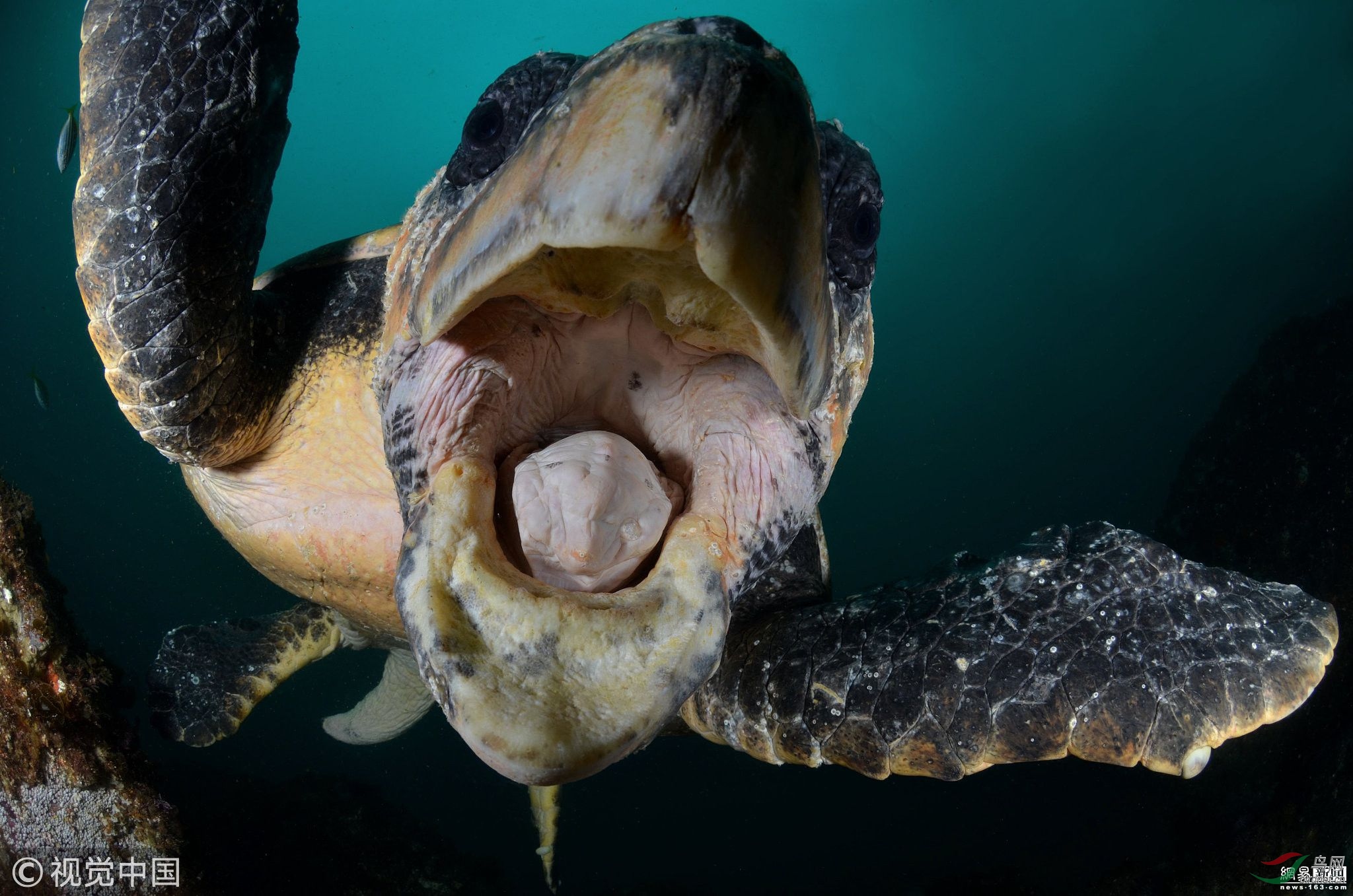 赤蠵龟特写.澳大利亚摄影师mark gray拍摄,最近对焦组季军.