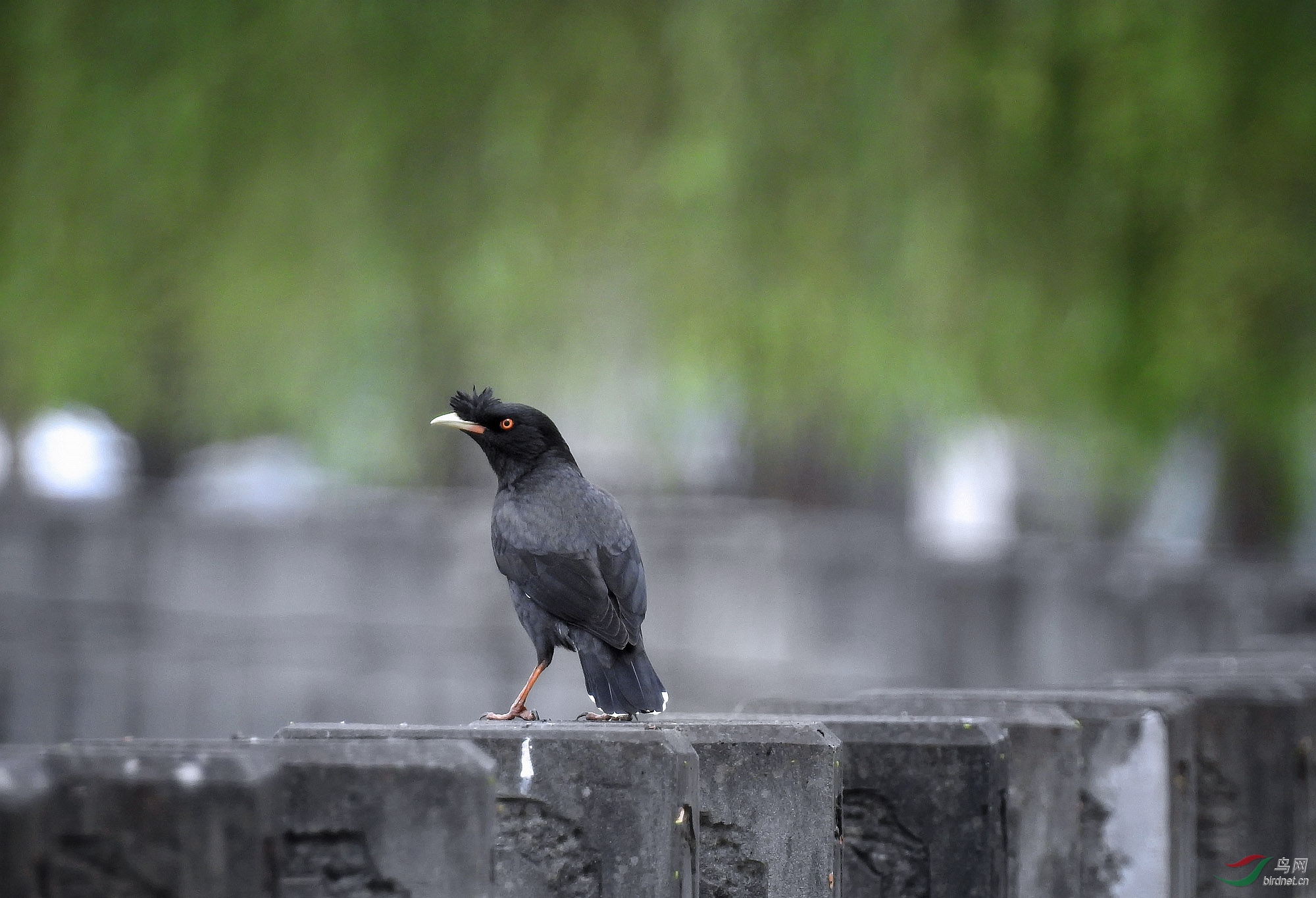 20����ëƫ��