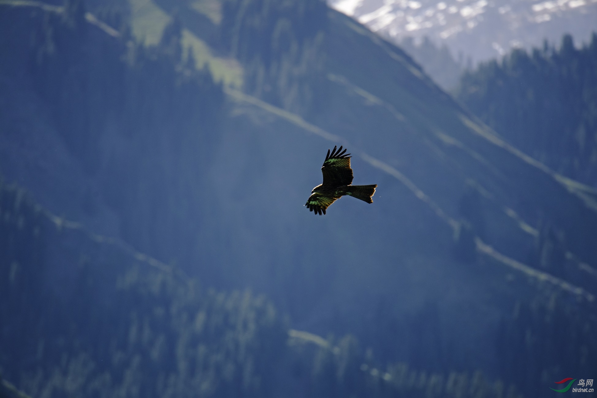 天山雄鹰