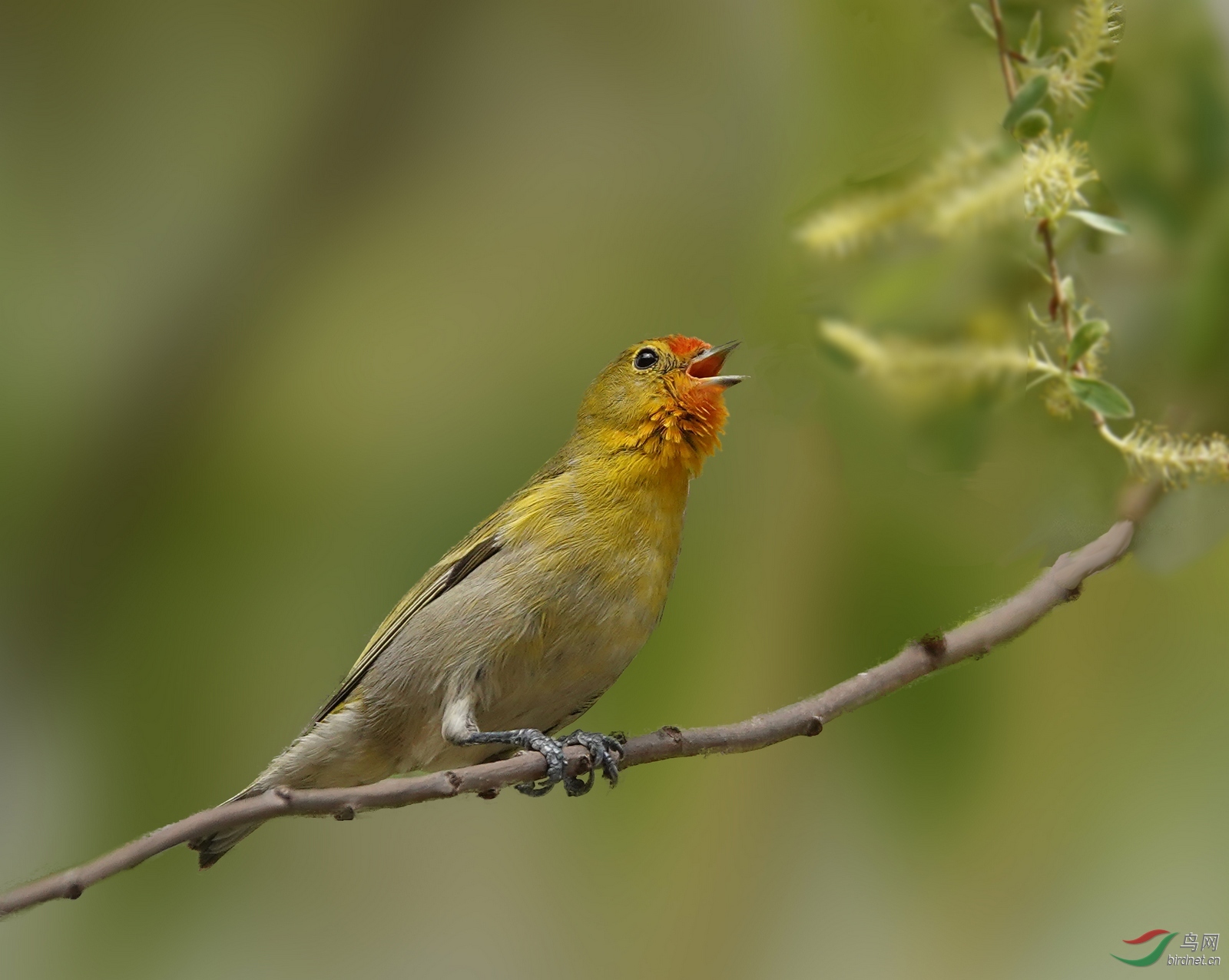 名副其实火冠雀