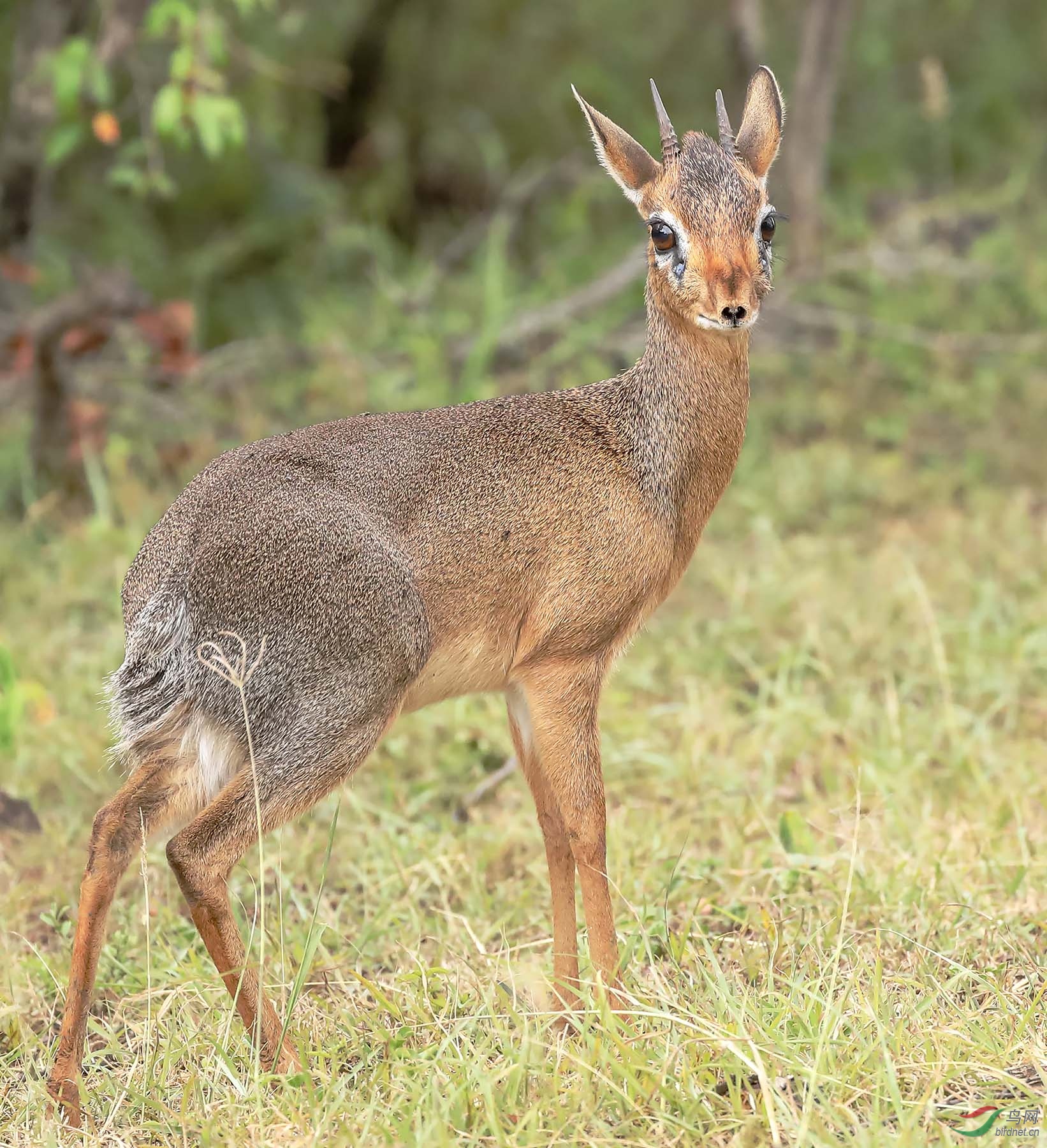 野生动物动物肖像