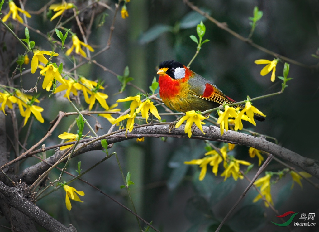 银耳相思鸟迎春花