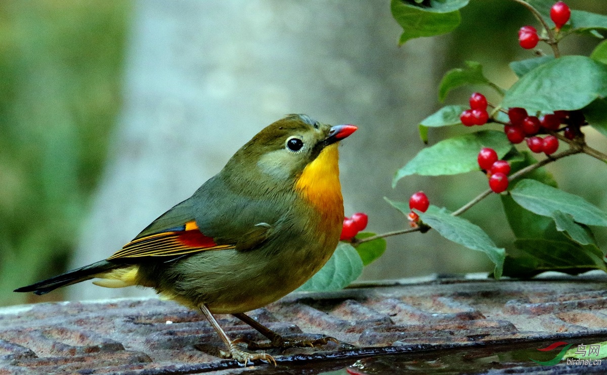 紅嘴相思鳥