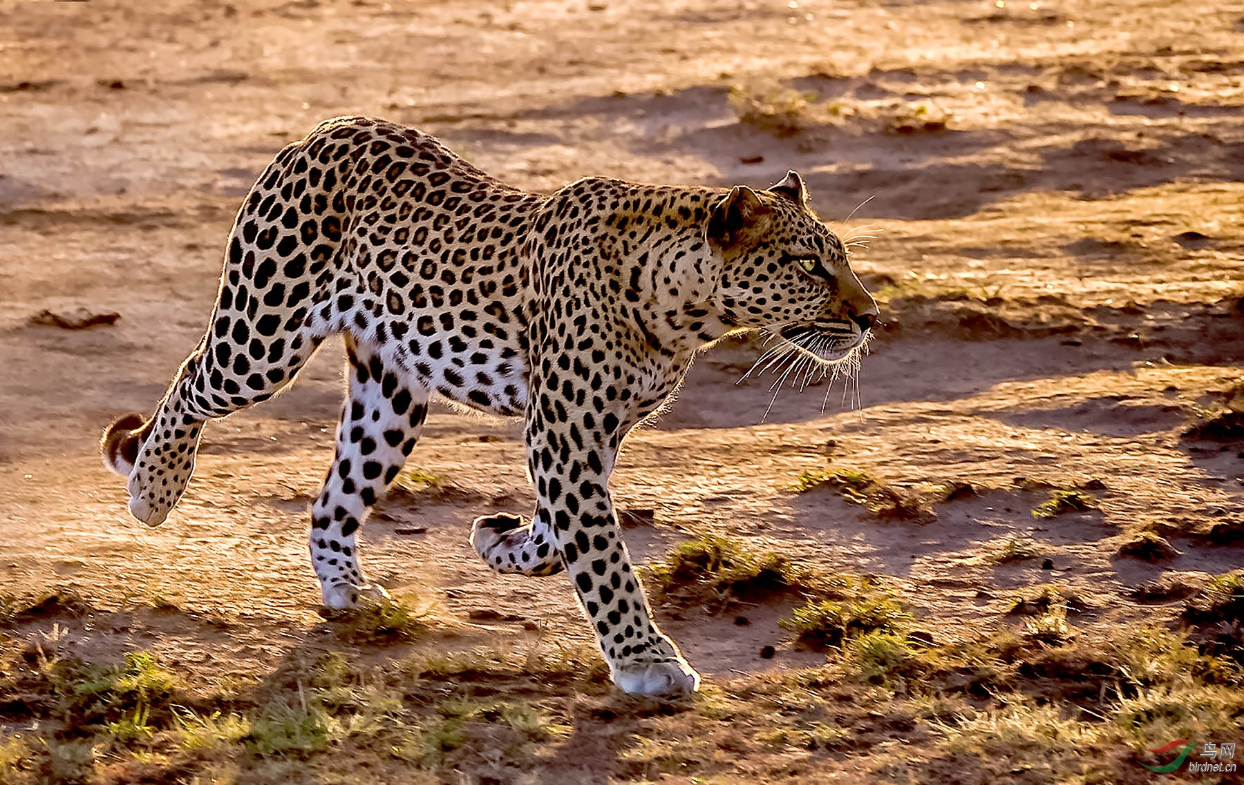 花豹(又名:金钱豹)