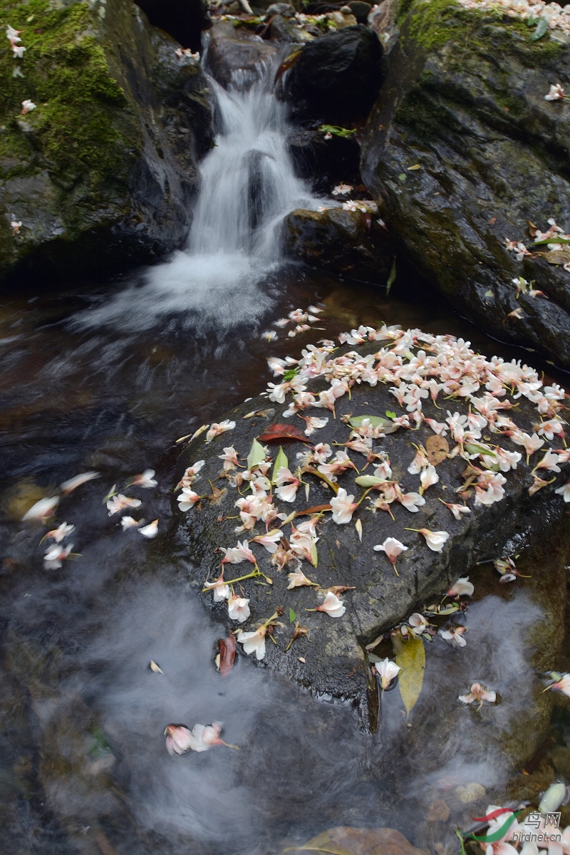 落花流水