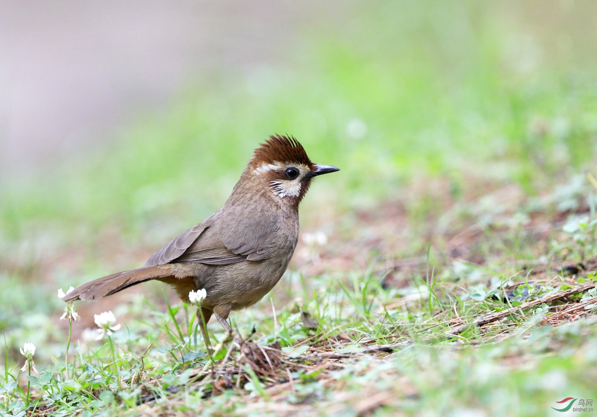 记录分享白颊噪鹛