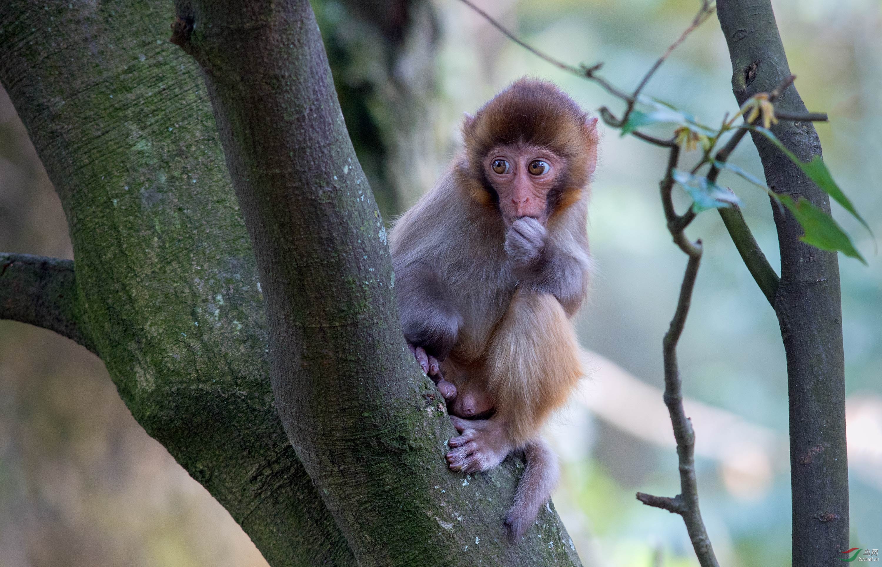 庐山的野生小猕猴