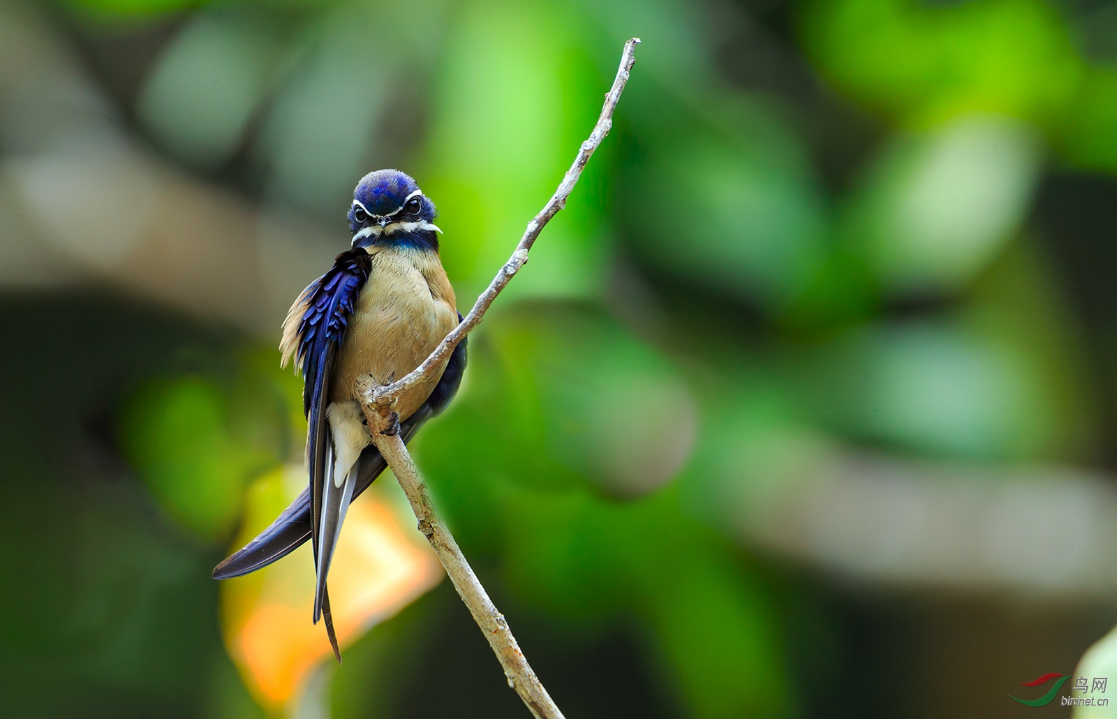 作业~~~小须凤头树燕