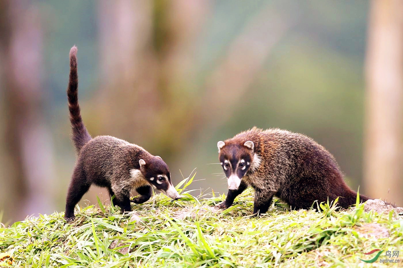 白鼻浣熊憨态可掬的小皮皮