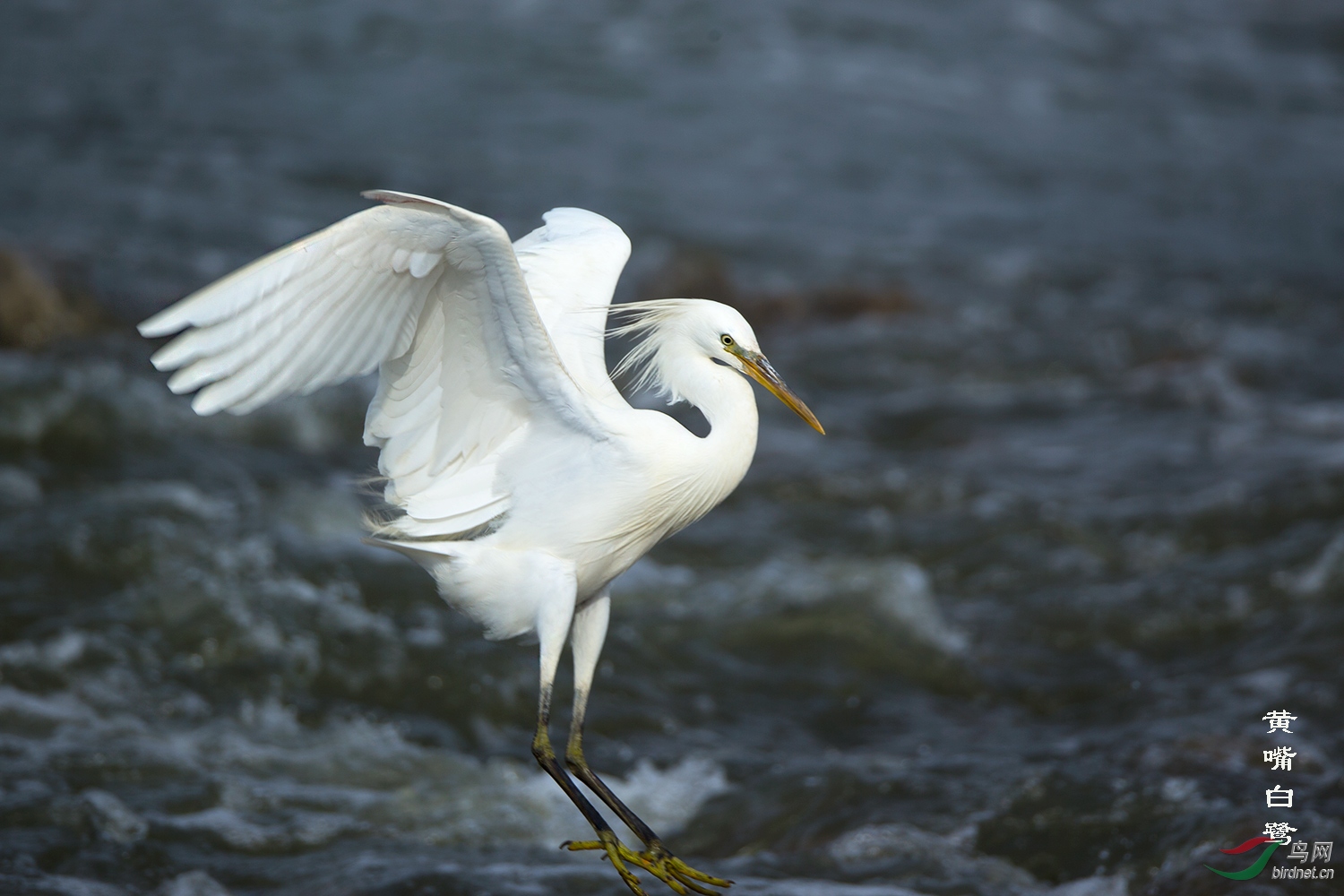 黄嘴白鹭支持帖