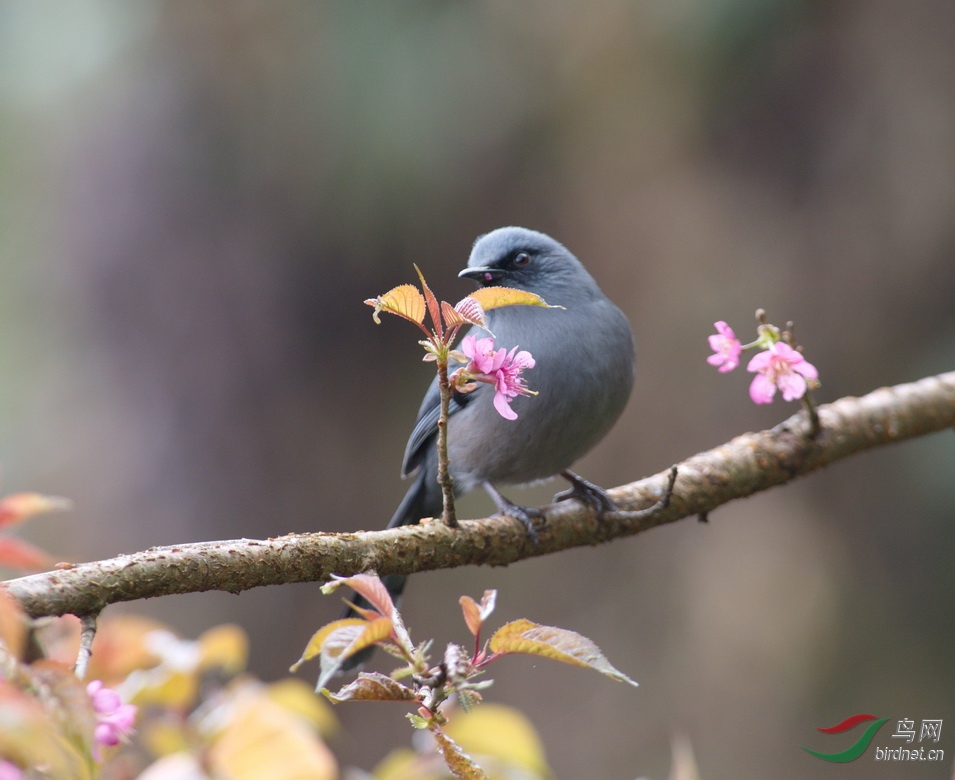 祝贺糊涂虫老师任鸟类风光版版主 !