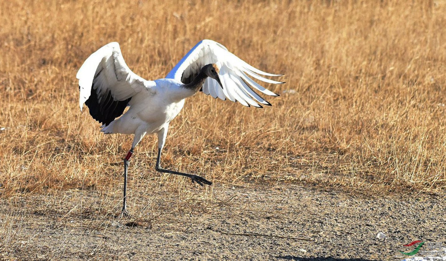 [林鸟] 丹顶鹤雏鸟-----轻盈.