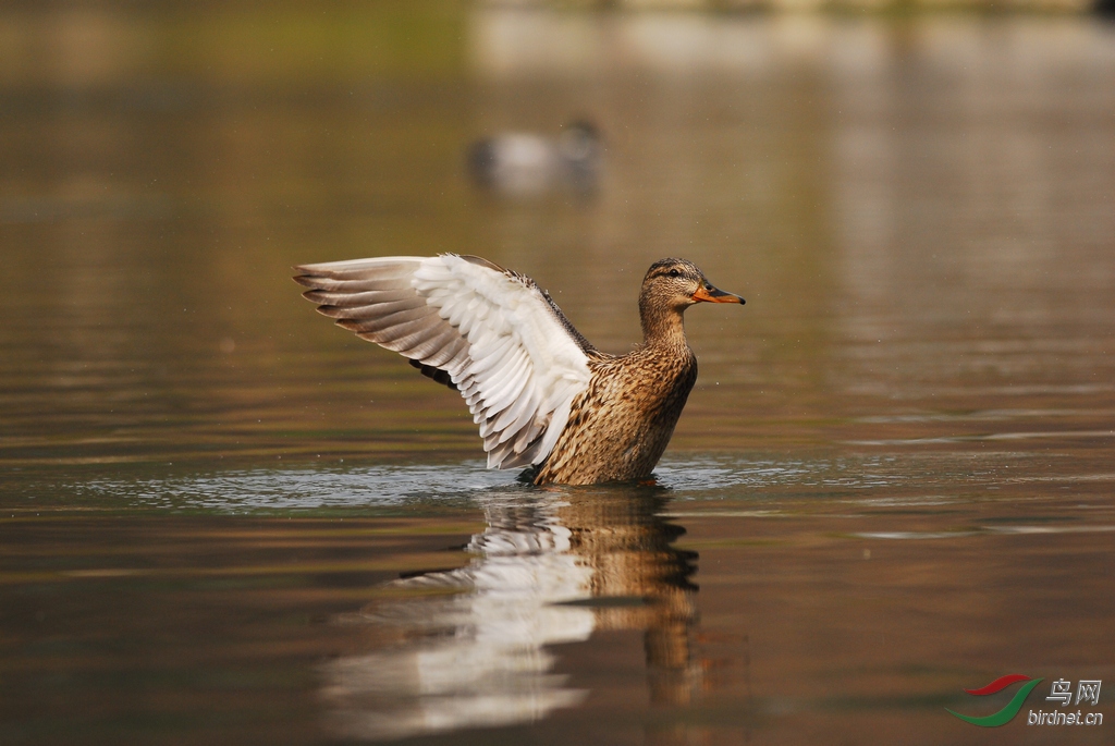 母鸭展翅