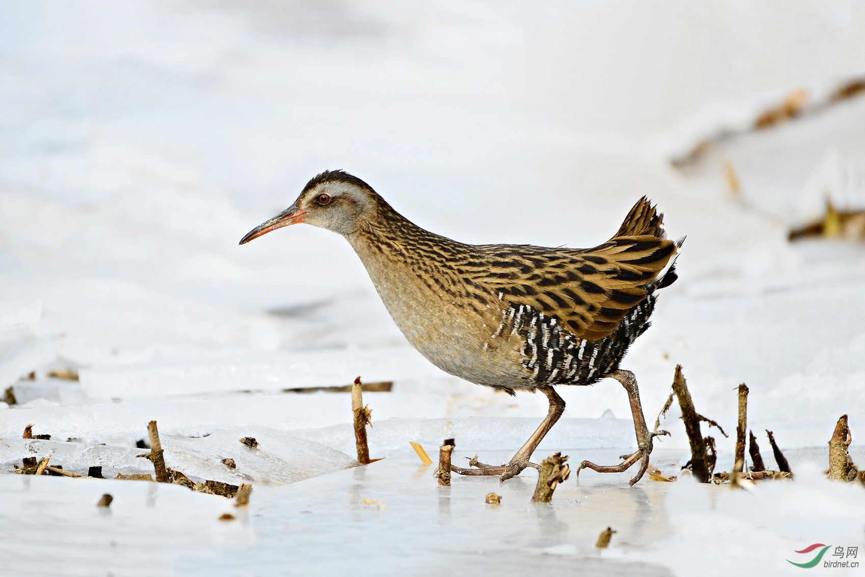 雪地秧鸡