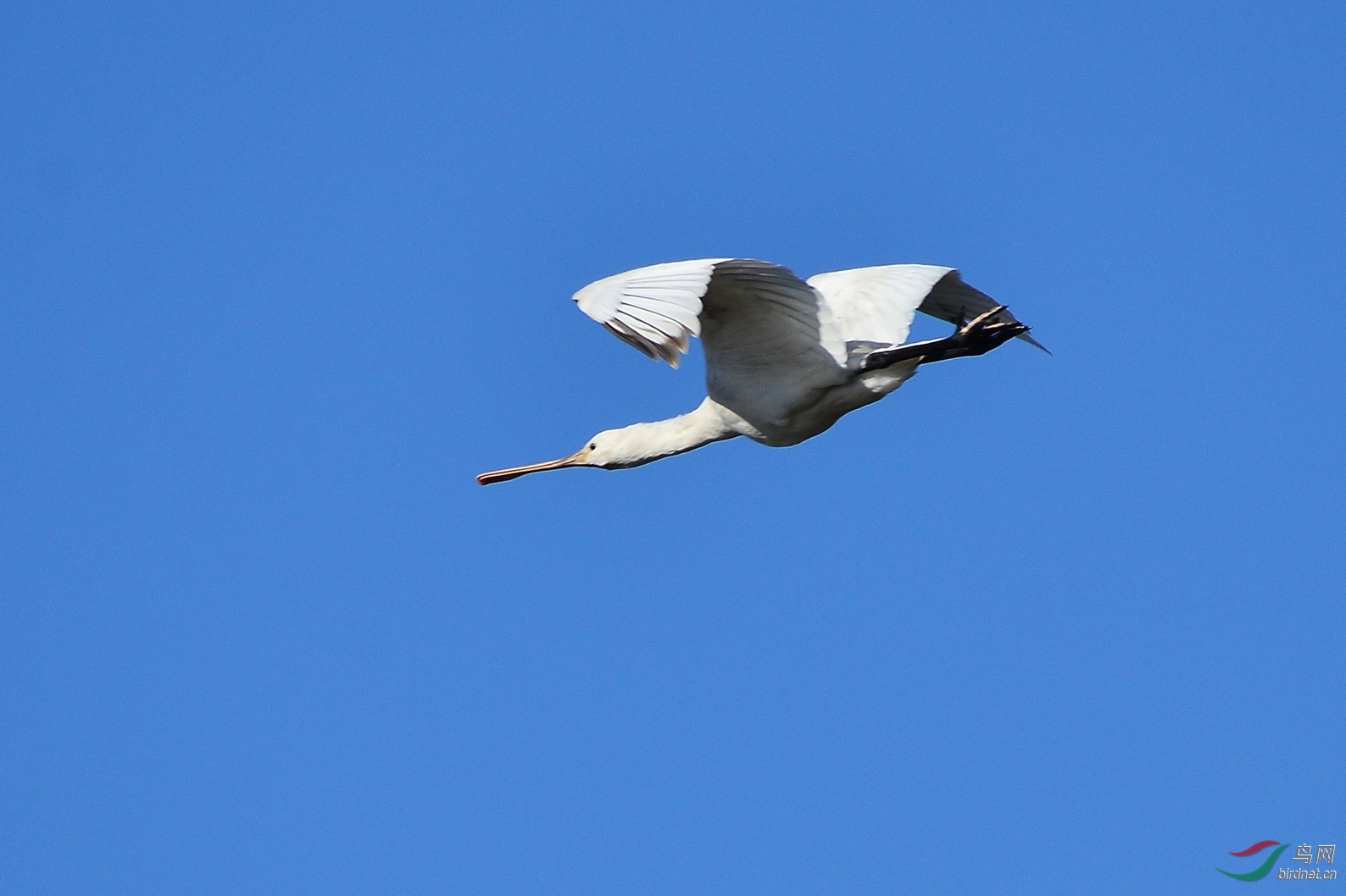 飞上蓝天-白琵鹭