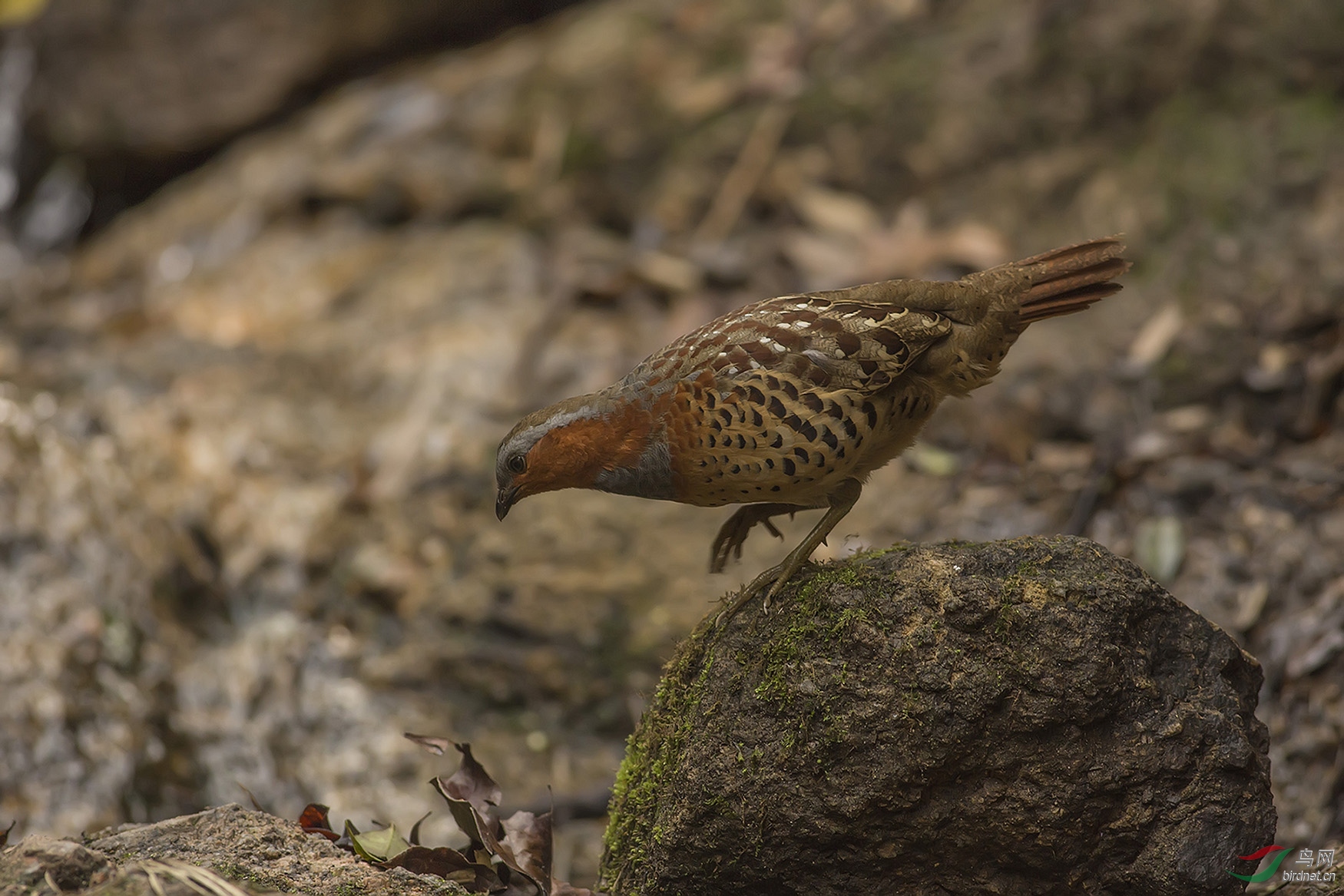 灰胸竹鸡,周一好!