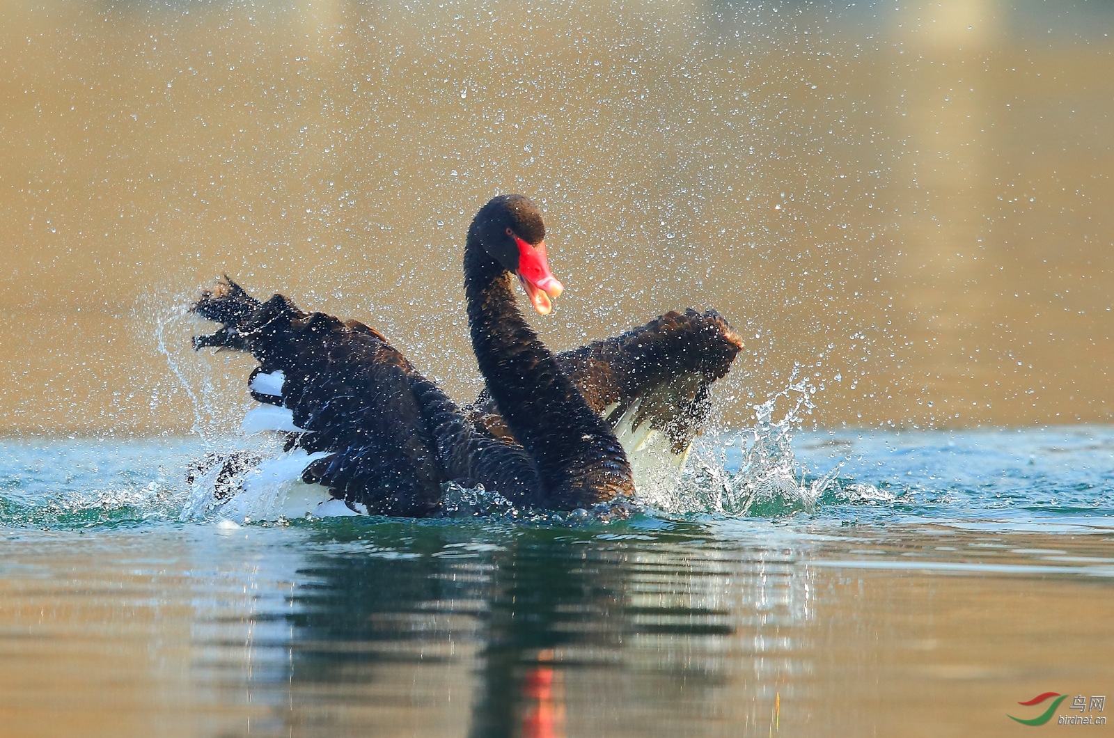 《春潮涌动,皇城飞歌》