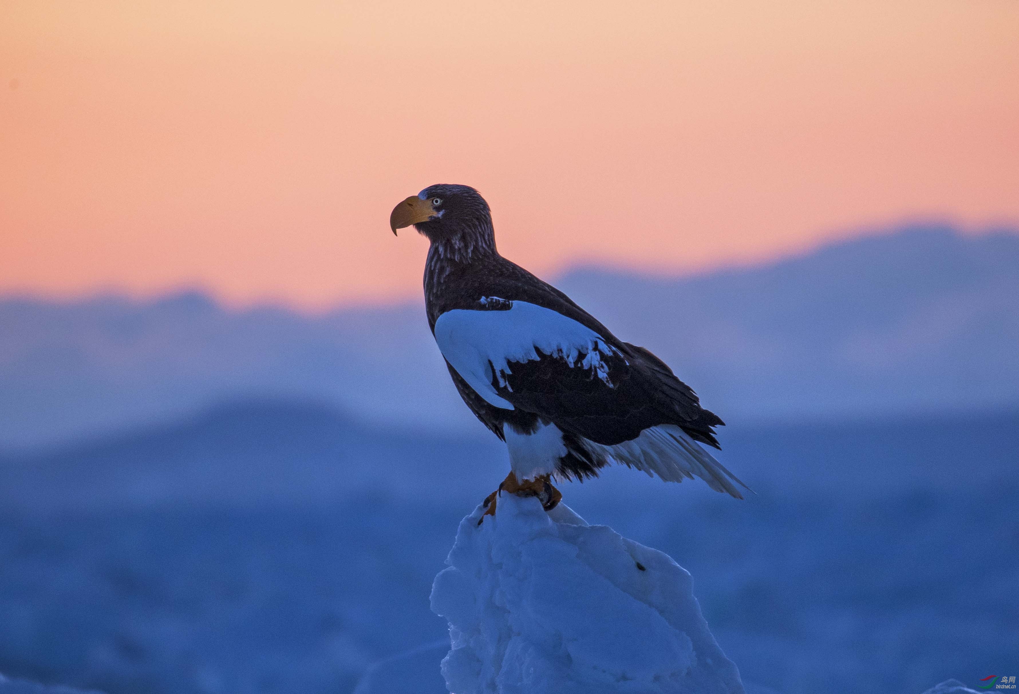 "黎明"——虎头雕