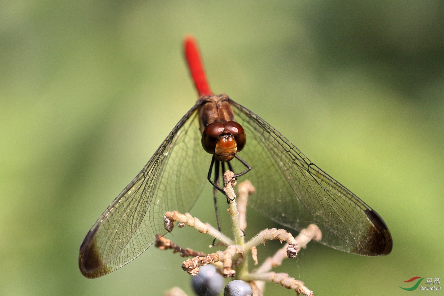 竖眉赤蜻 - 昆虫与微距 鸟网
