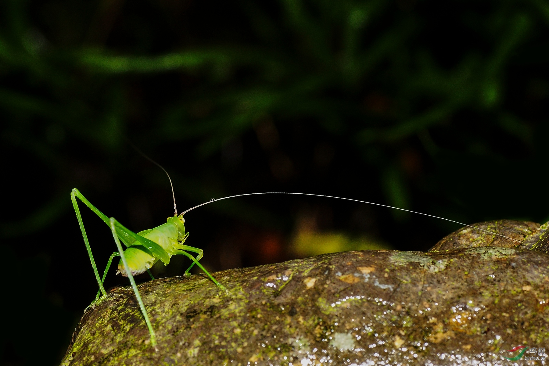 生态微拍螽斯羽化
