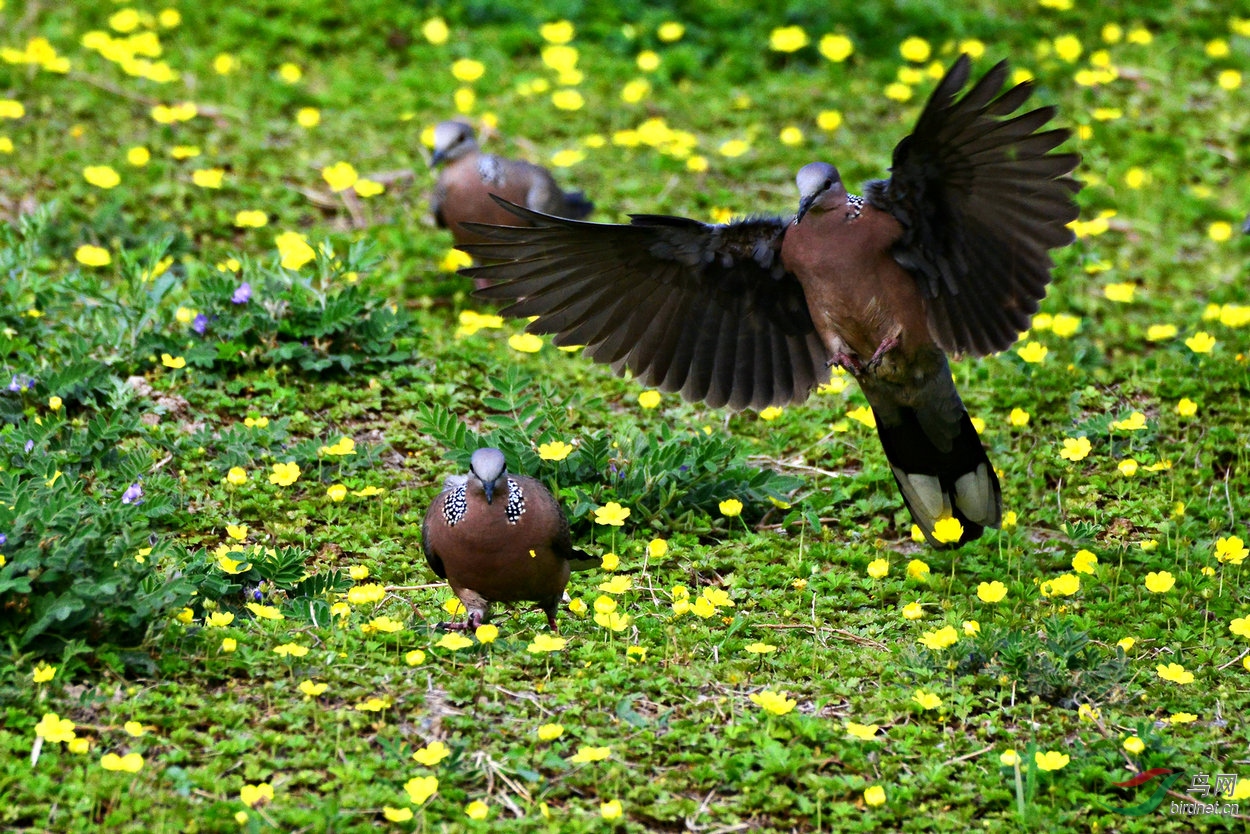 活跃的珠颈斑鸠