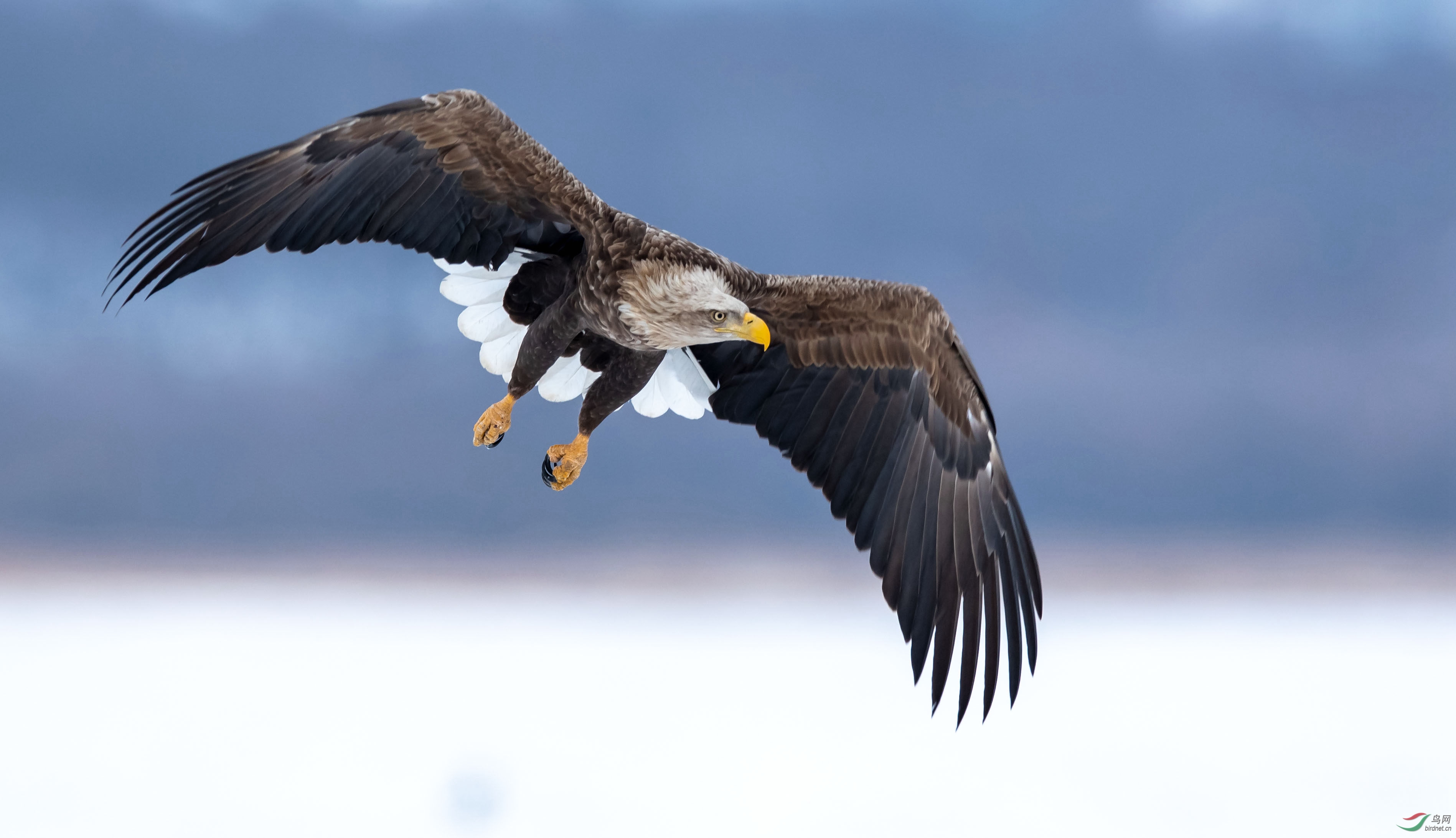 龙山湖白尾海雕