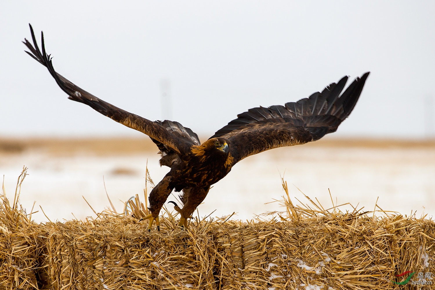 金雕——支持贴