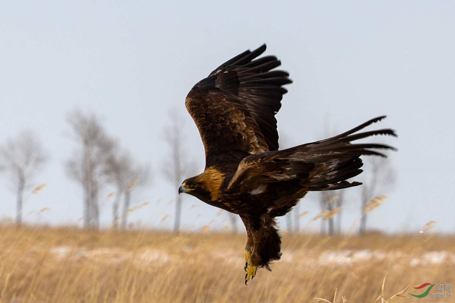 金雕——支持贴