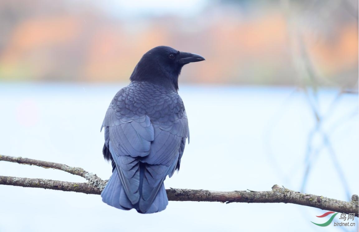 天下乌鸦一般黑