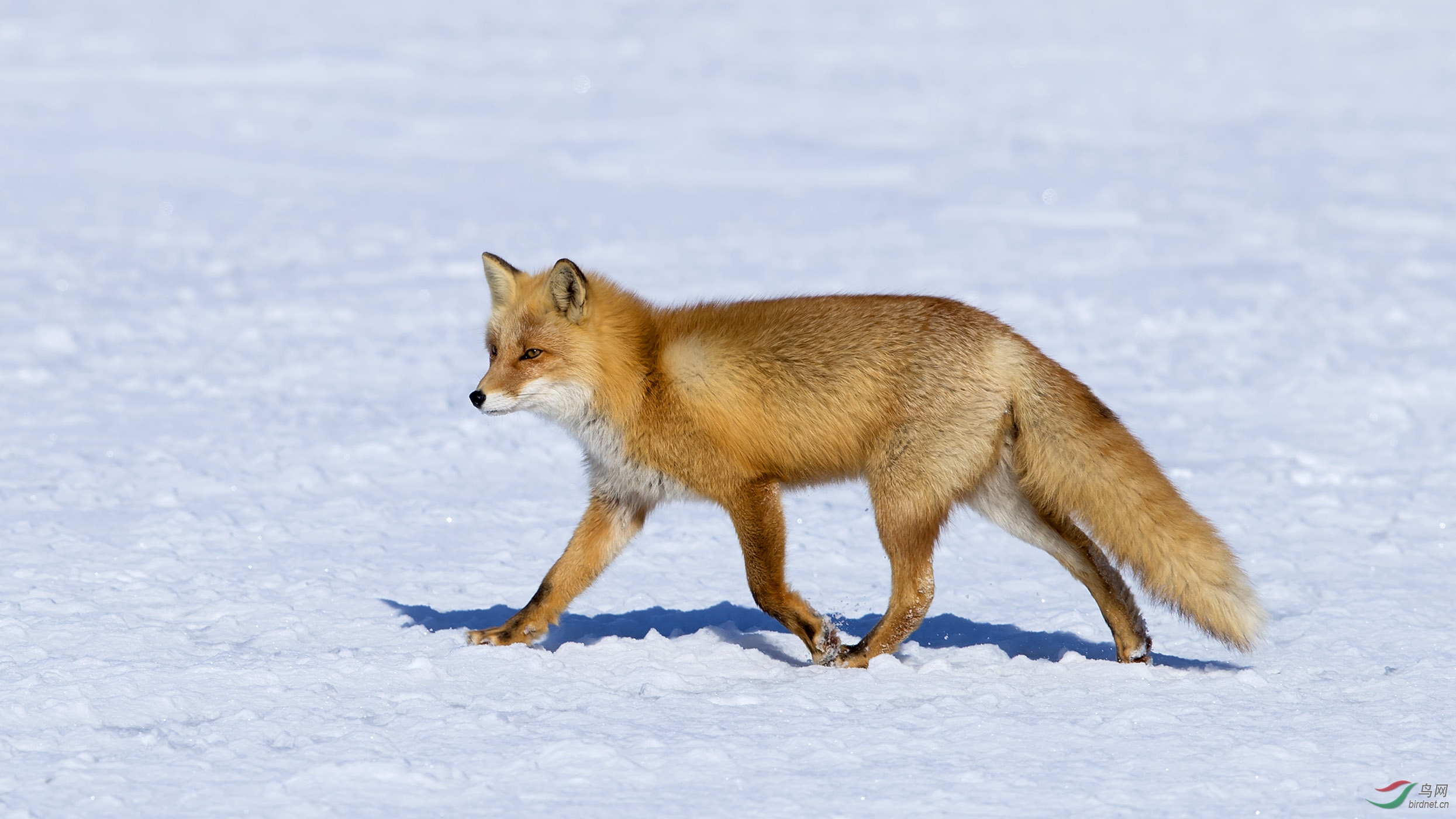 野狐(祝贺三宝儿老师佳作喜获首页动物精华)
