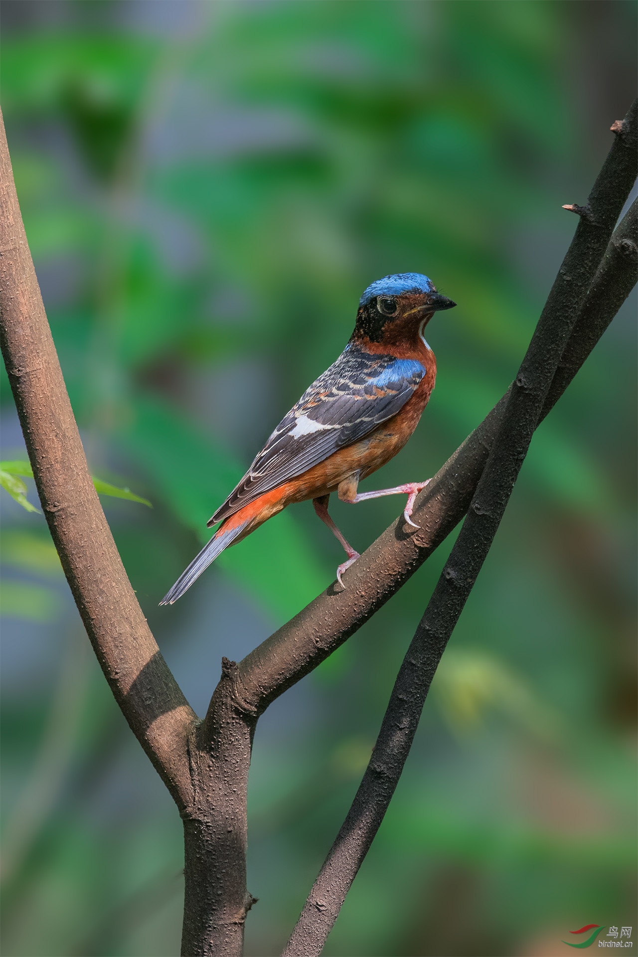 白喉矶鸫 - 辽宁版 liaoning 鸟网