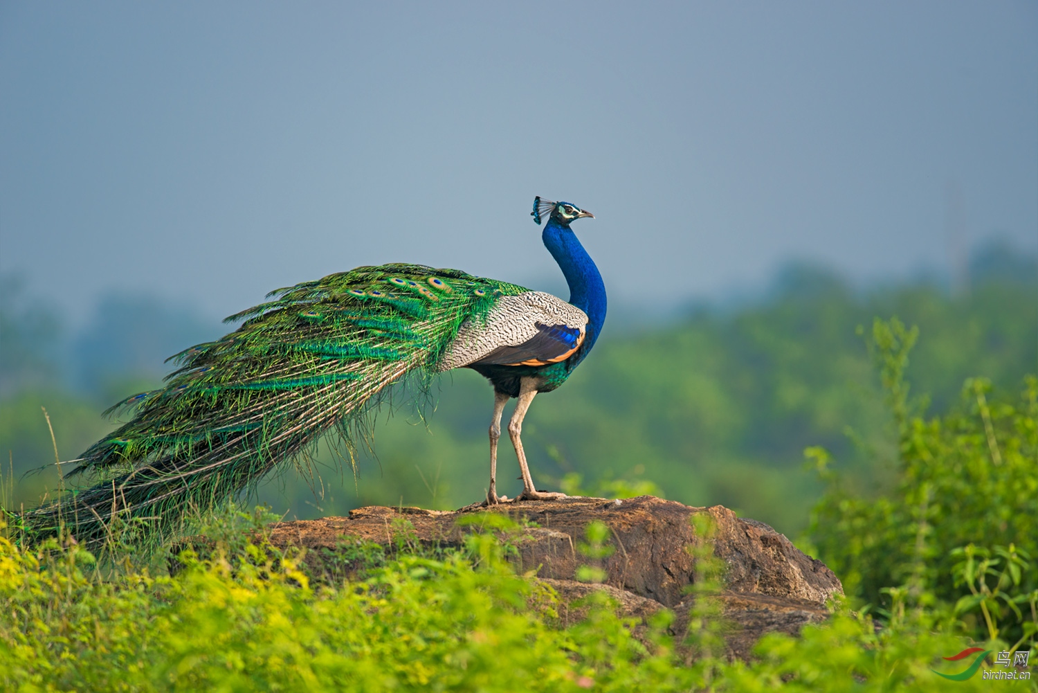 (蓝孔雀)向往远方(恭贺首页精华)