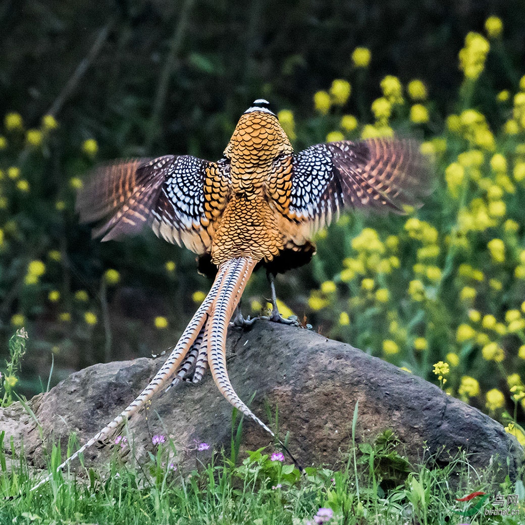 白冠长尾雉拍摄散记