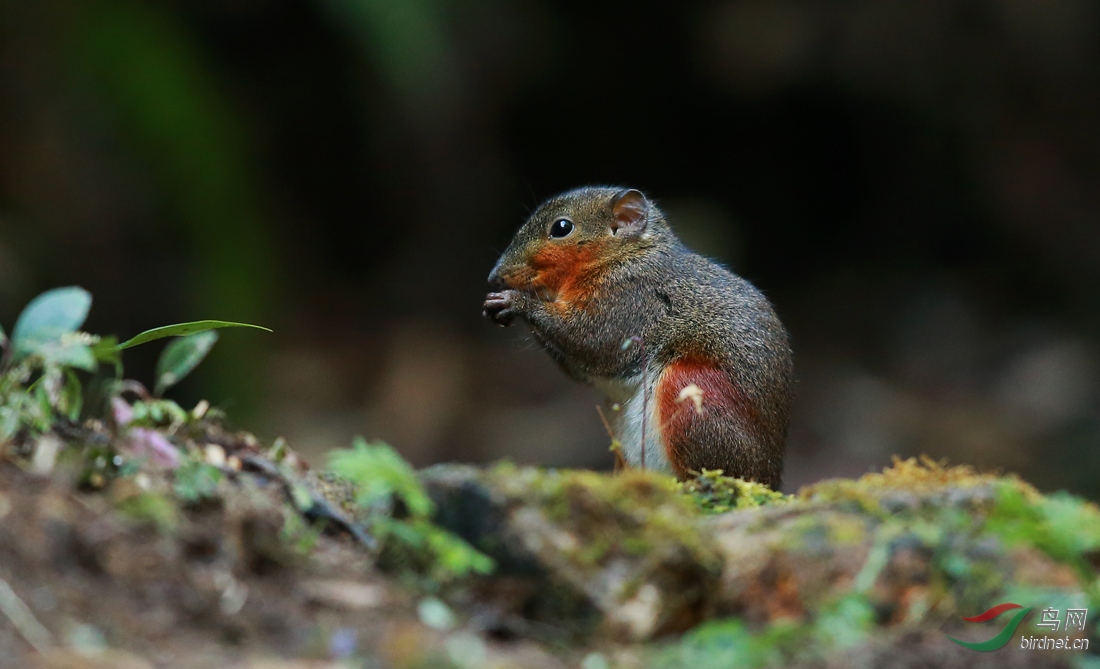 红颊长吻松鼠