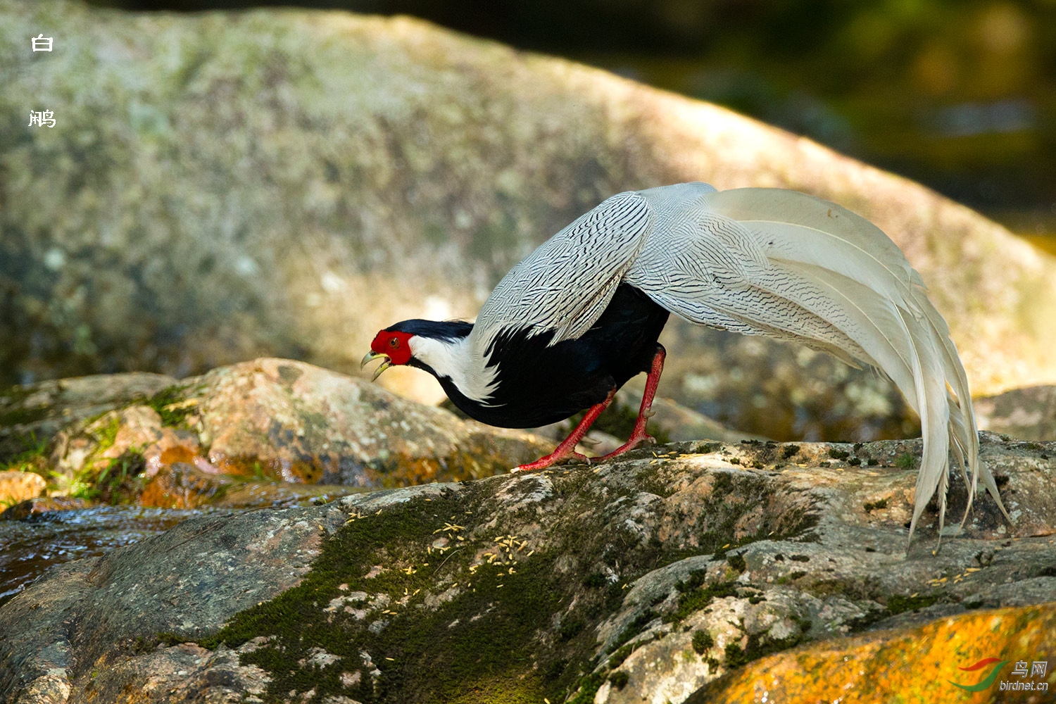 白鹇系列四(支持贴)