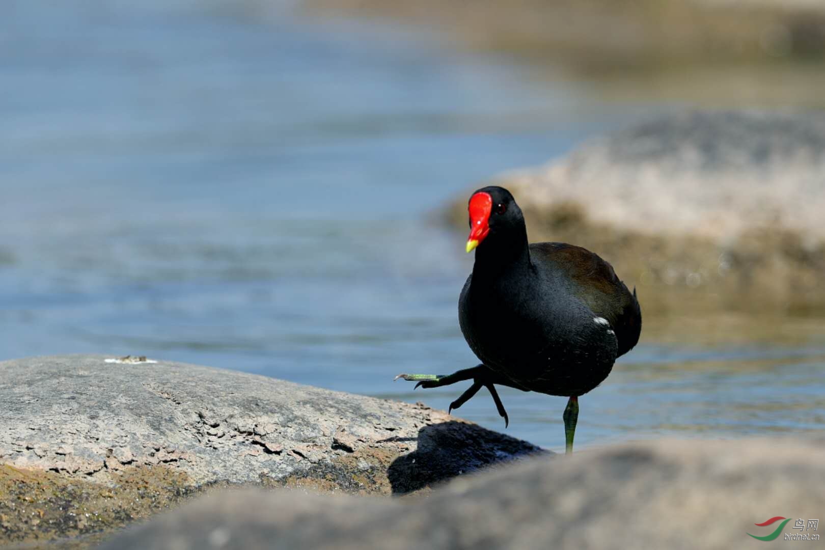 黑水雞