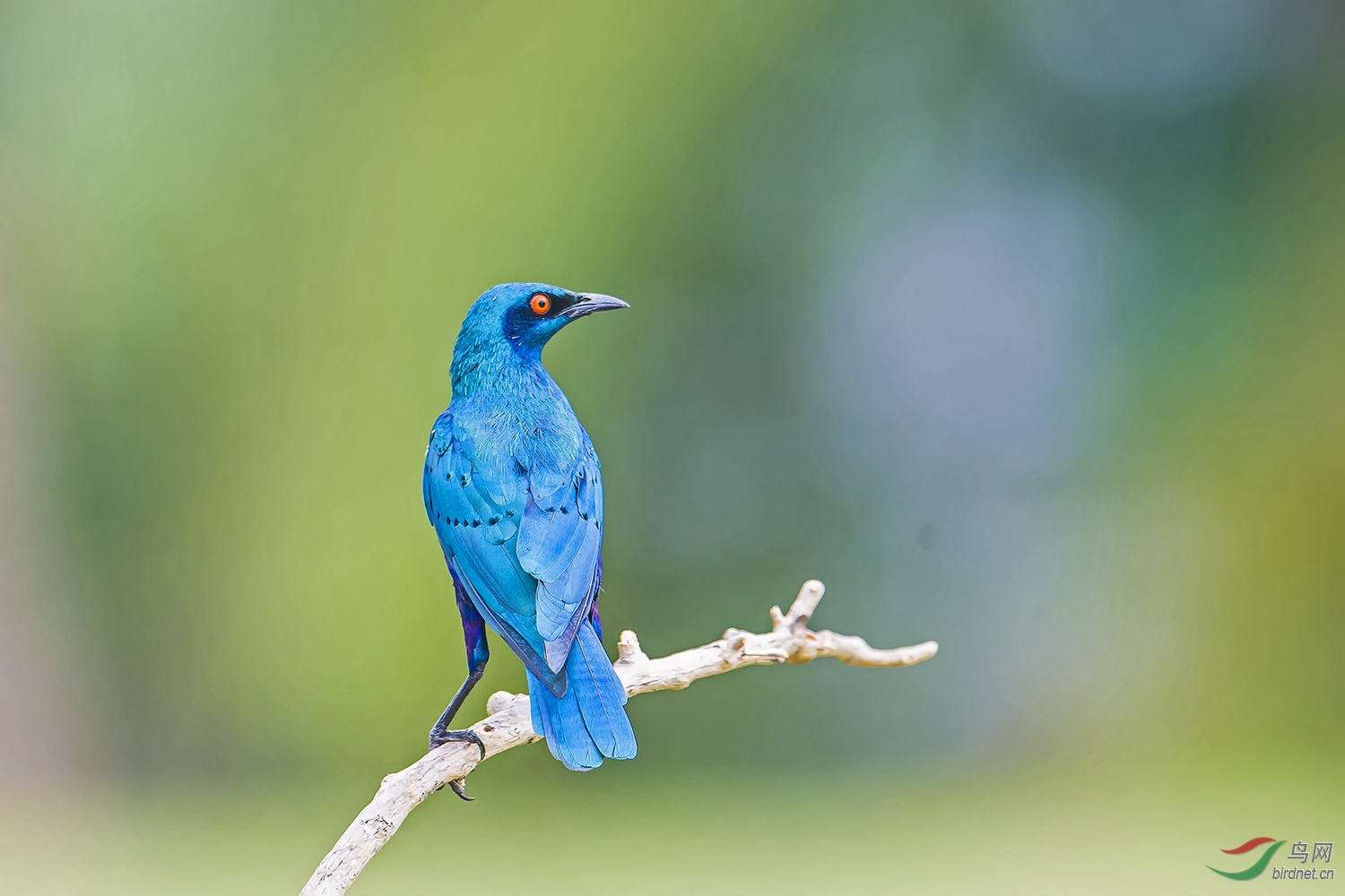[林鸟] 周二问好---蓝耳丽椋鸟