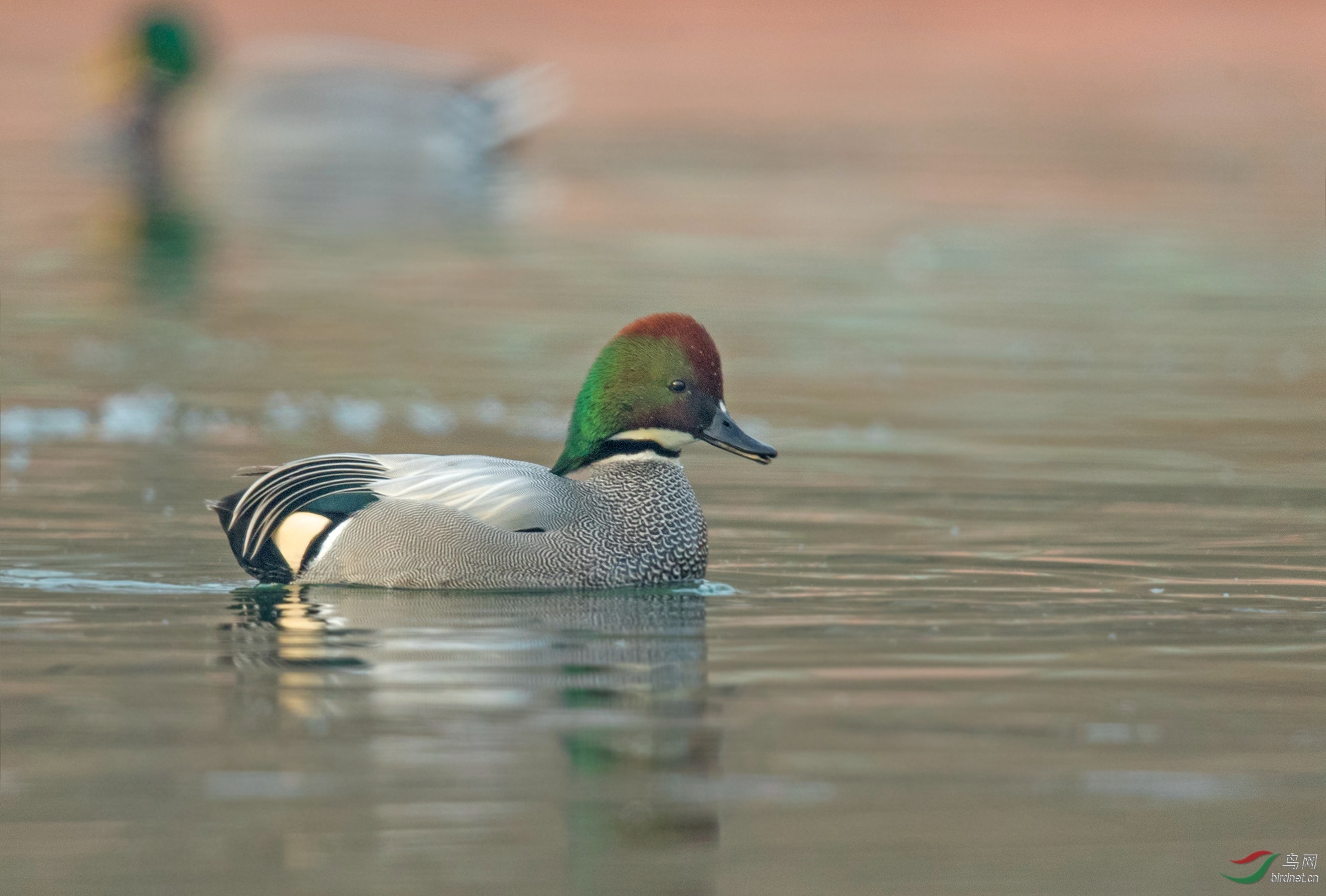 小眼睛的罗纹鸭