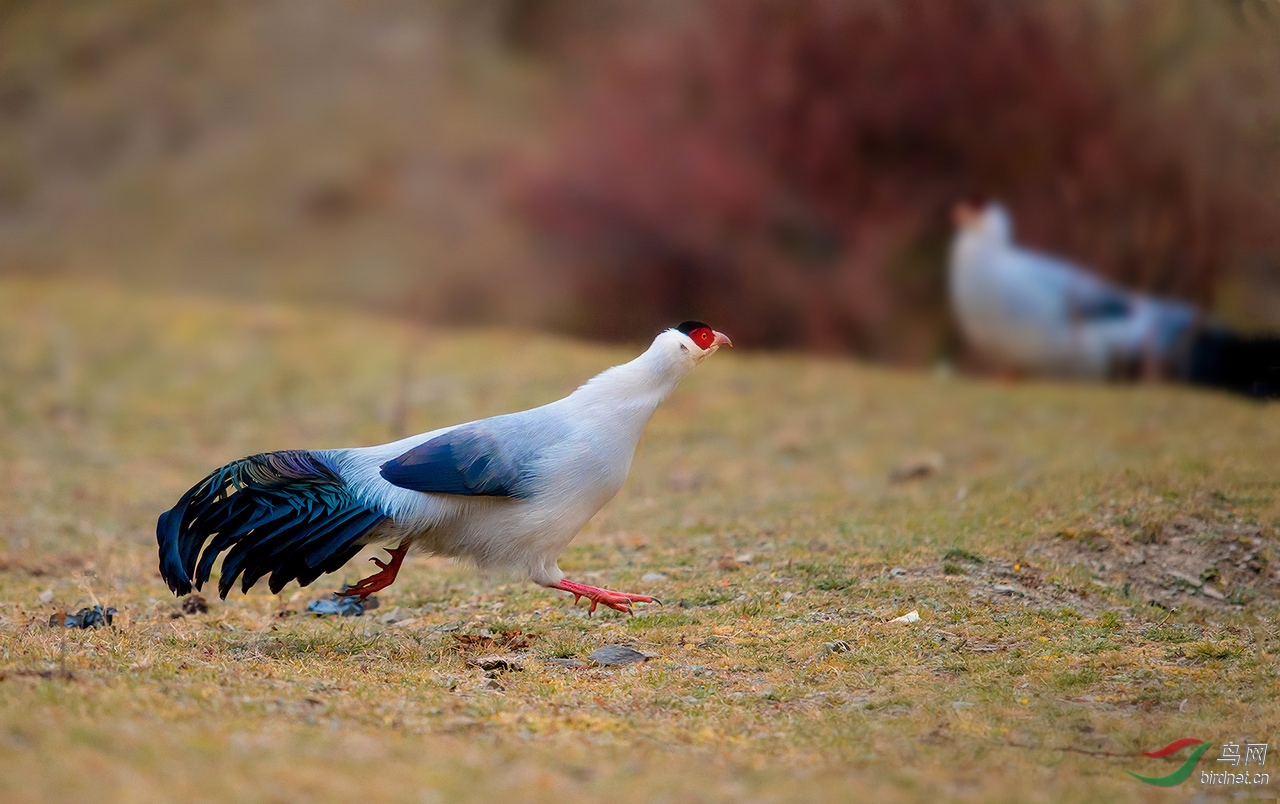 狂奔的白马鸡