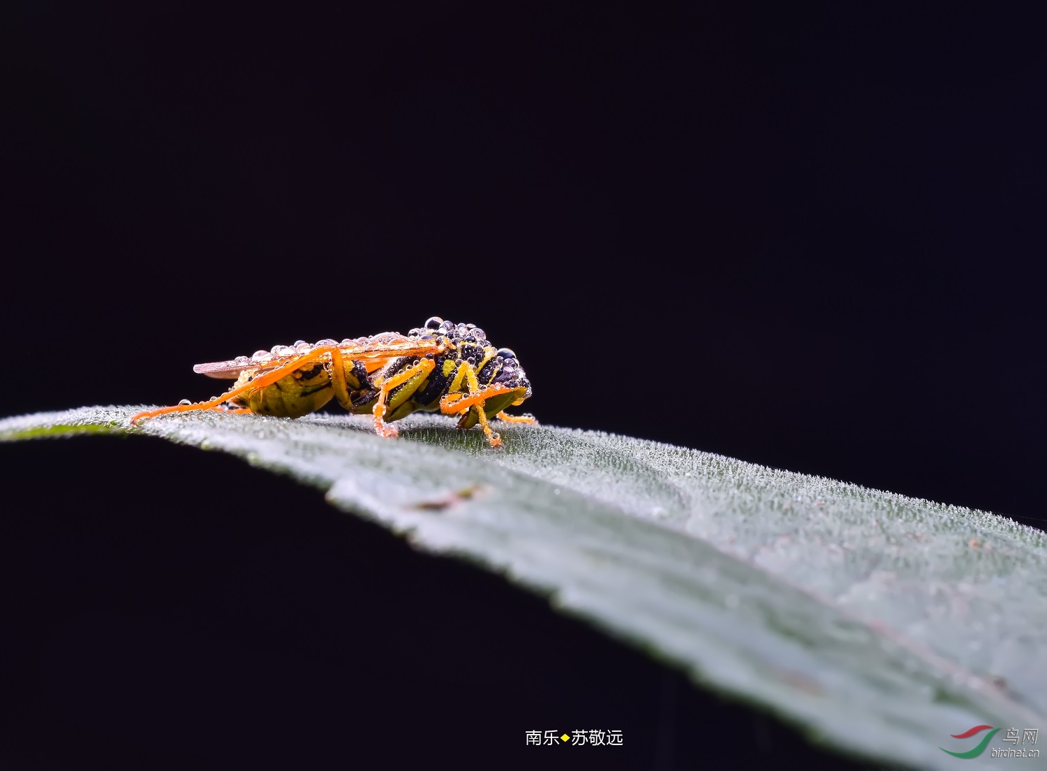 DSC_2578СС.jpg