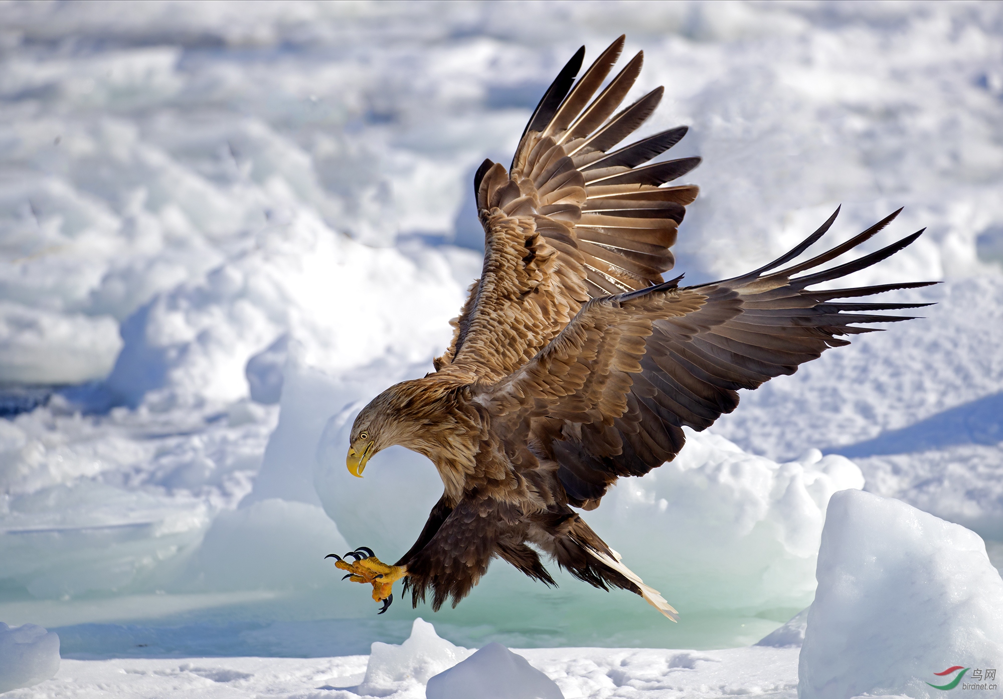 白尾海雕威武雄姿