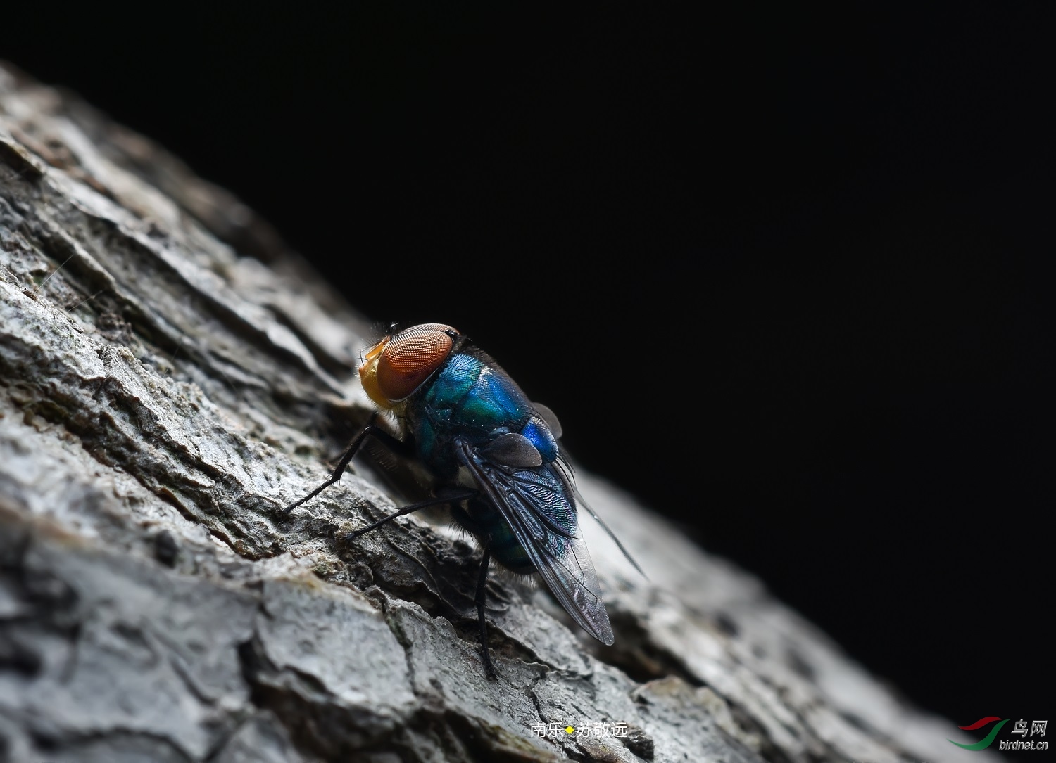 DSC_3035СС.jpg