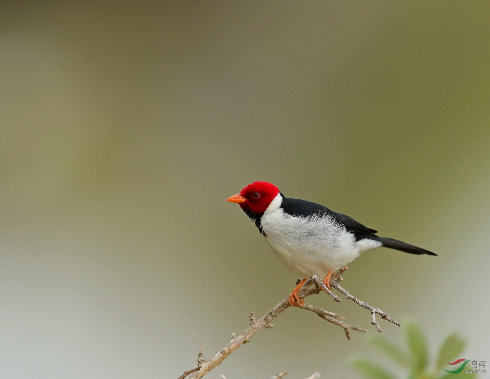 添砖加瓦-黄嘴蜡嘴雀~~~贺图1获 首页鸟类精华>