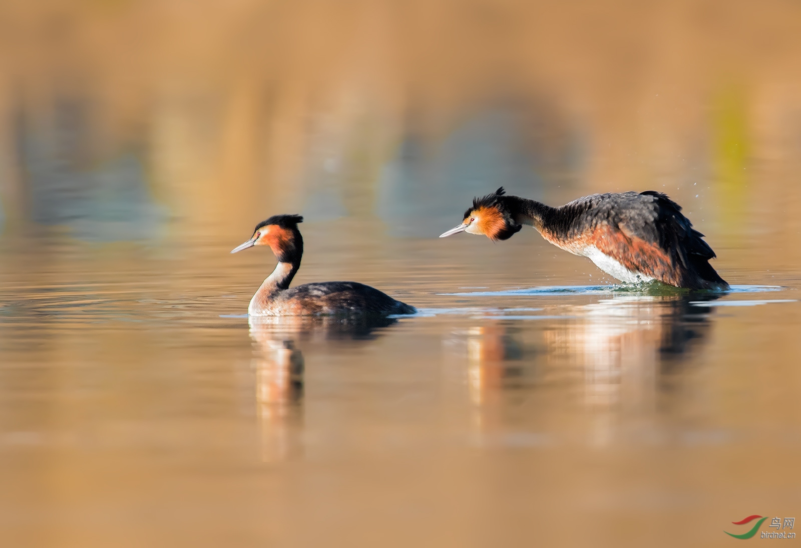形影相随凤头䴙䴘