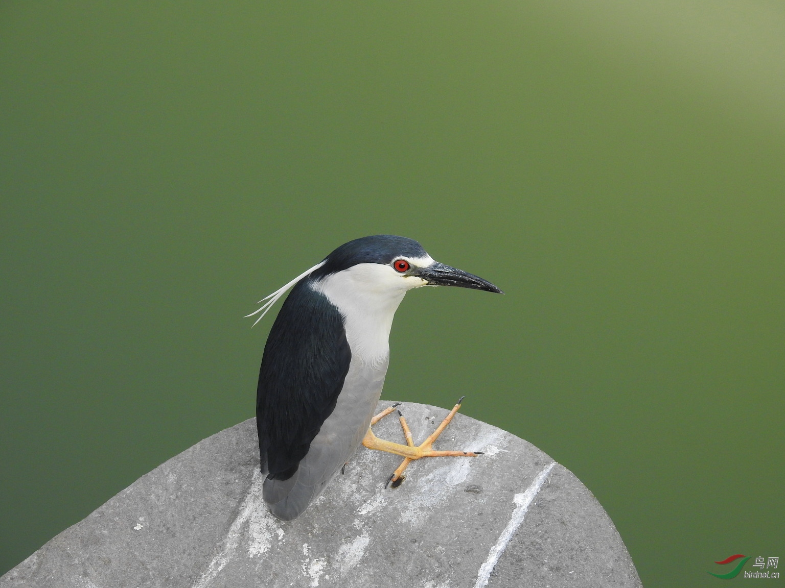我用尼康p900s拍鸟的一点感受