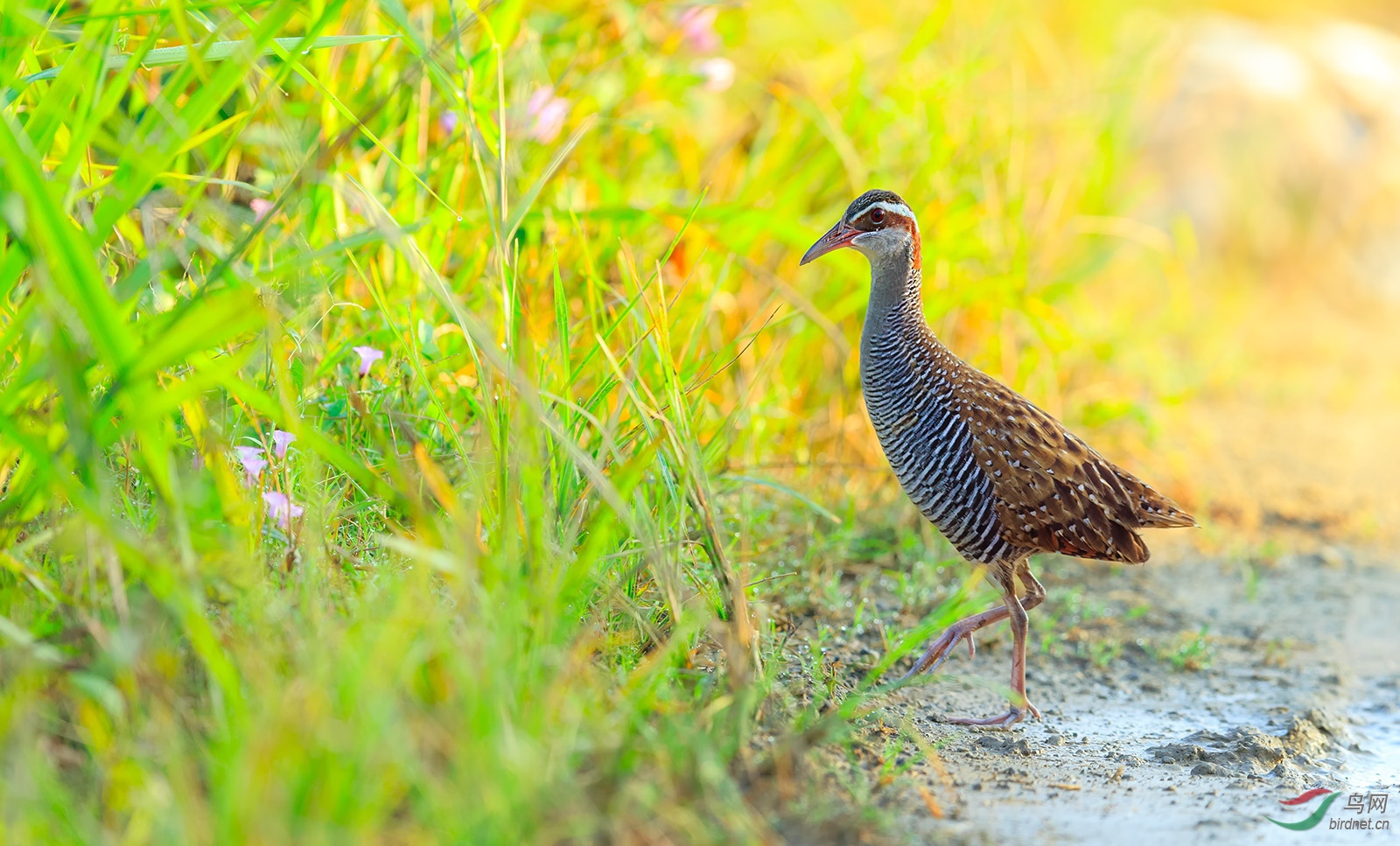 黄领秧鸡(贺获鸟类精华)